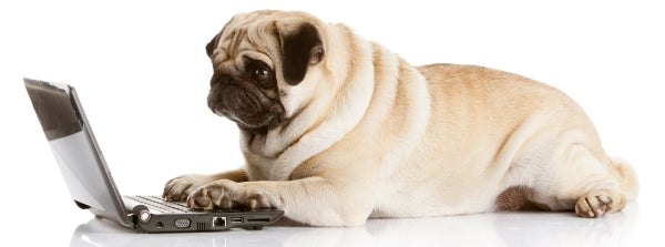 Pug typing with paws on laptop